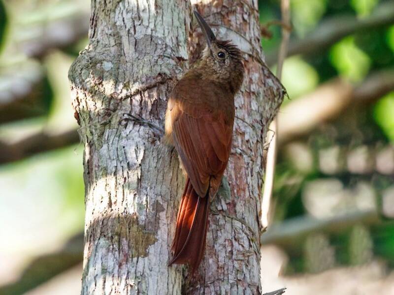 Amazonian Barred-Woodcreeper (Dendrocolaptes certhia)