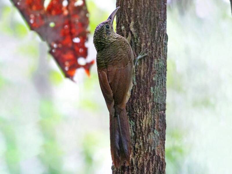 Amazonian Barred-Woodcreeper, Photos 2