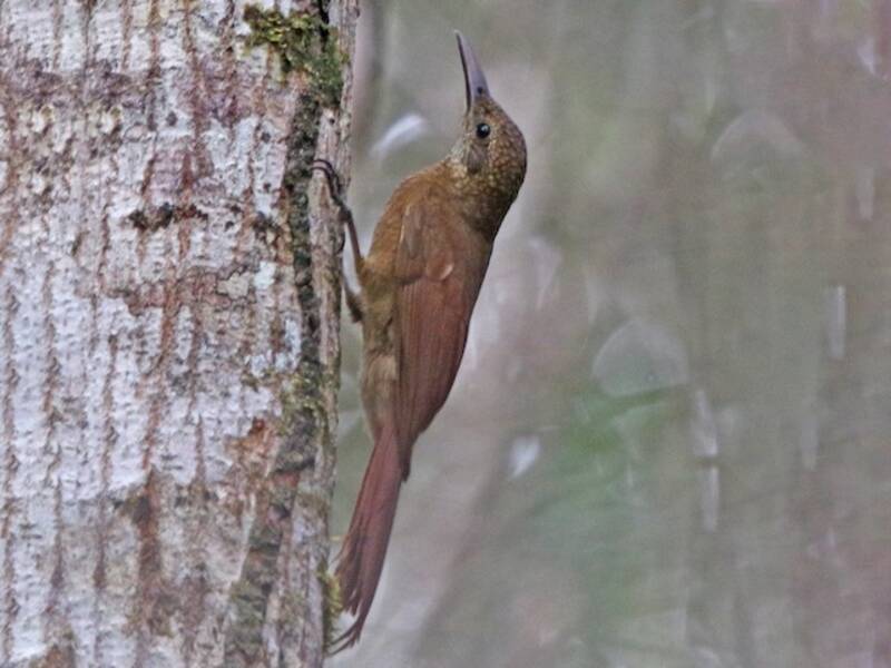 Amazonian Barred-Woodcreeper, Photos 4