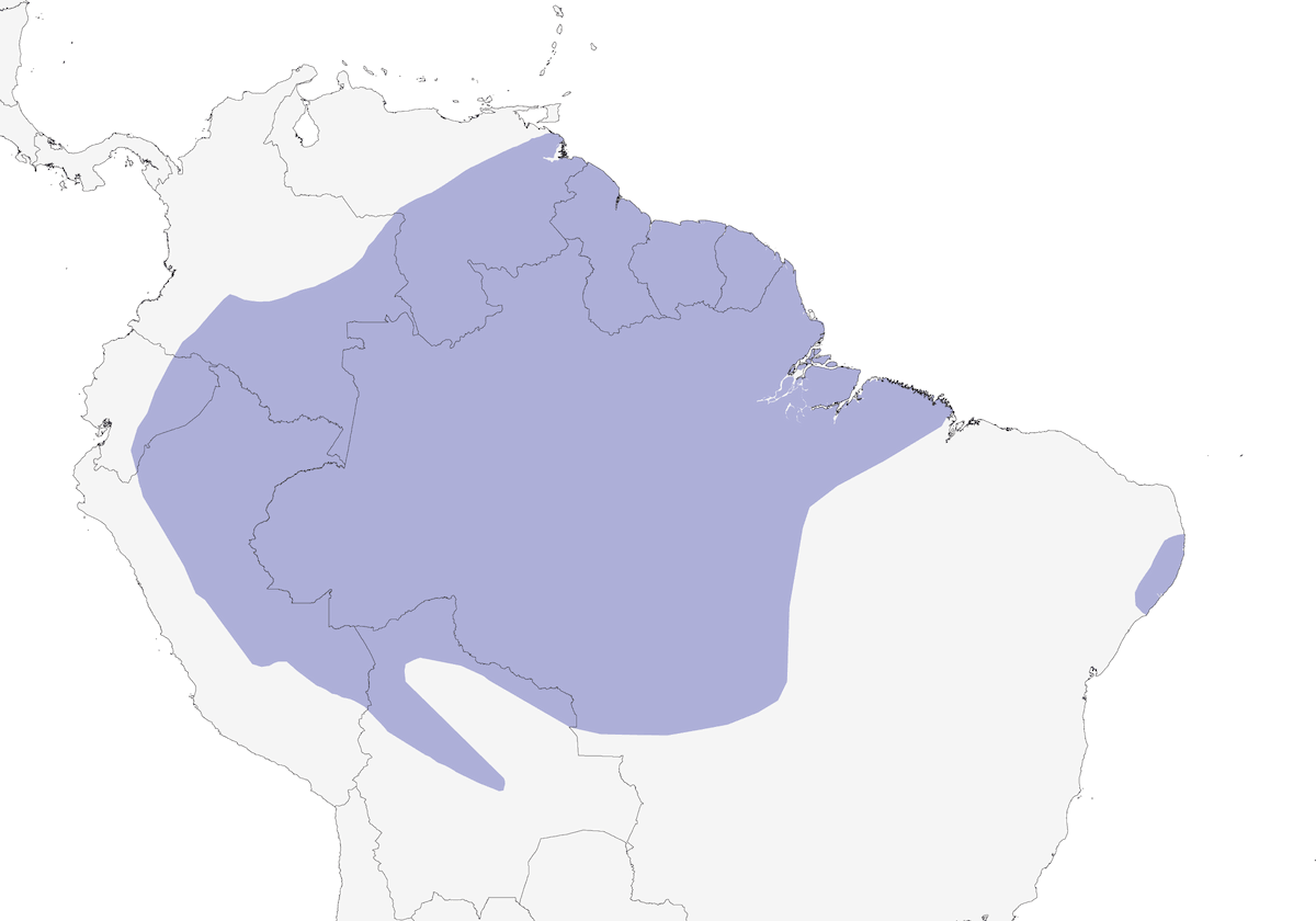 Amazonian Barred-Woodcreeper, Distribution 1