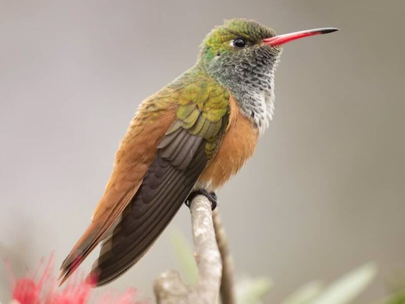 Amazilia Hummingbird, 照片 3