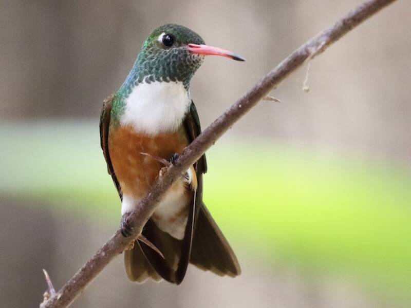 Amazilia Hummingbird (Amazilis amazilia)