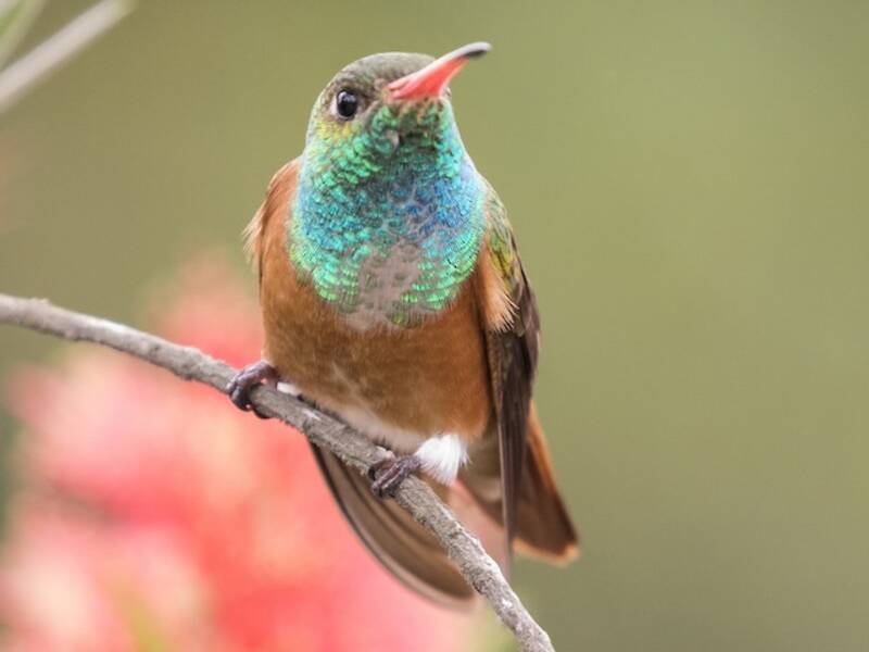 Amazilia Hummingbird, 照片 2