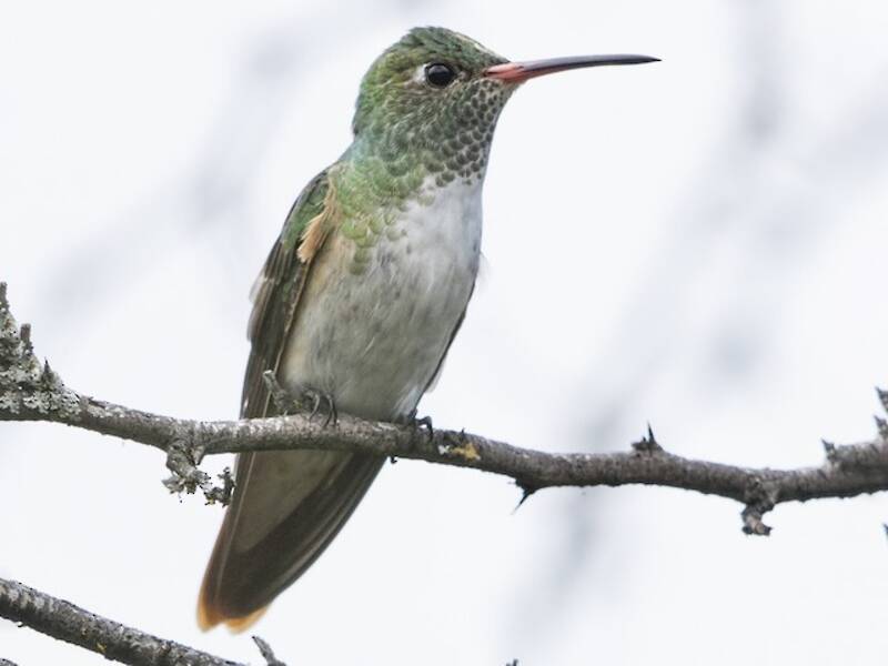 Amazilia Hummingbird, 照片 4