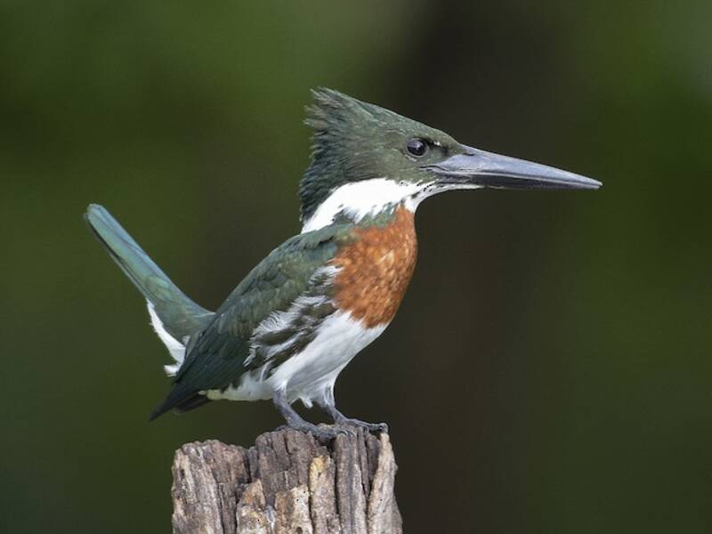 Martin pescatore dell'Amazzonia, Foto 3