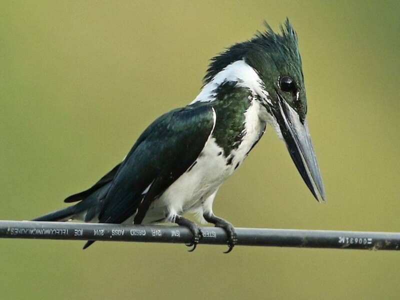 Martin pescatore dell'Amazzonia, Foto 2