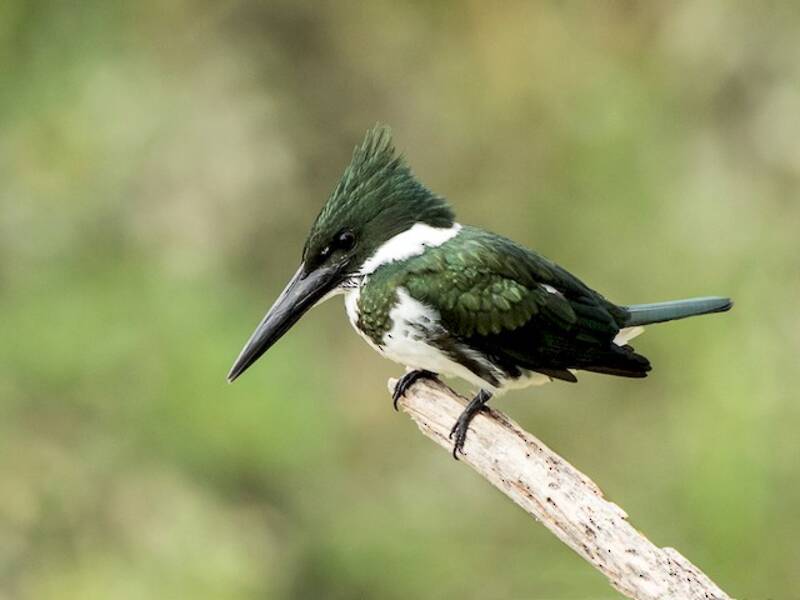 Martin pescatore dell'Amazzonia