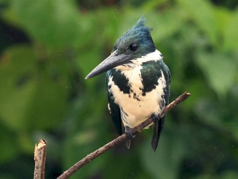 Martin pescatore dell'Amazzonia, Foto 4