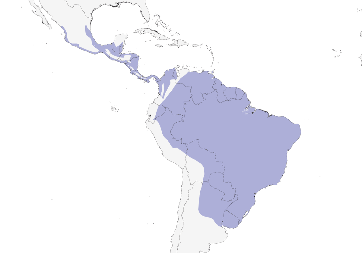 Martin pescatore dell'Amazzonia, Distribuzione 1