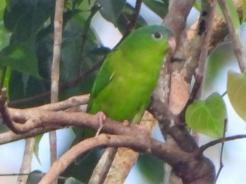 Amazonian Parrotlet, 照片 3
