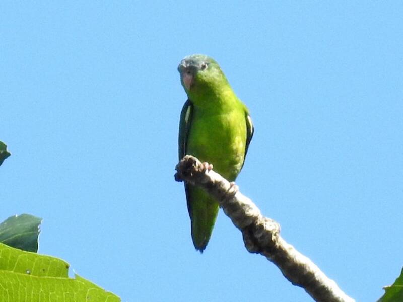 Amazonian Parrotlet, 照片 4