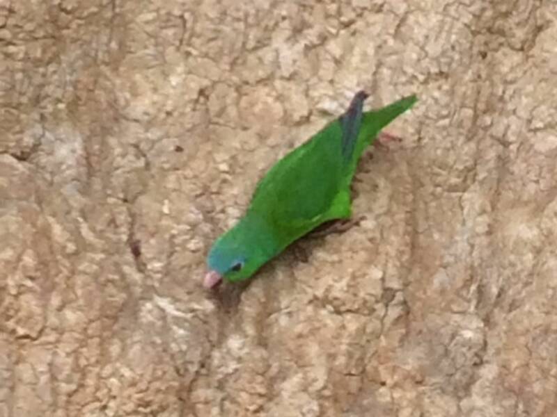 Amazonian Parrotlet, 照片 2