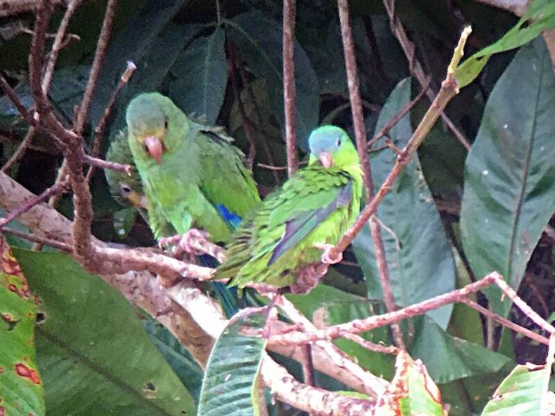 Amazonian Parrotlet