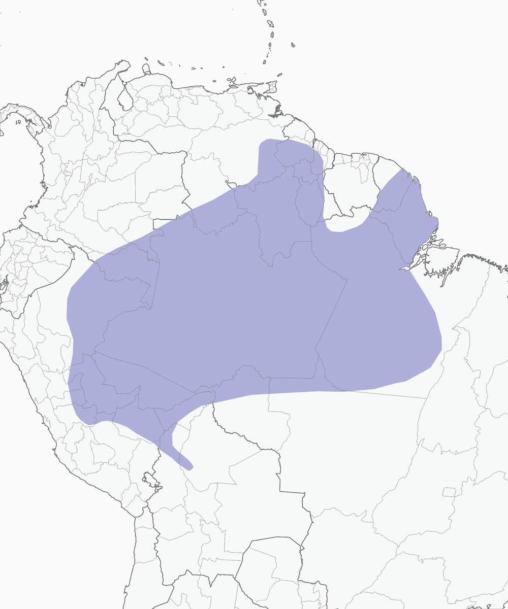 Mochuelo Amazónico, Distribución 1
