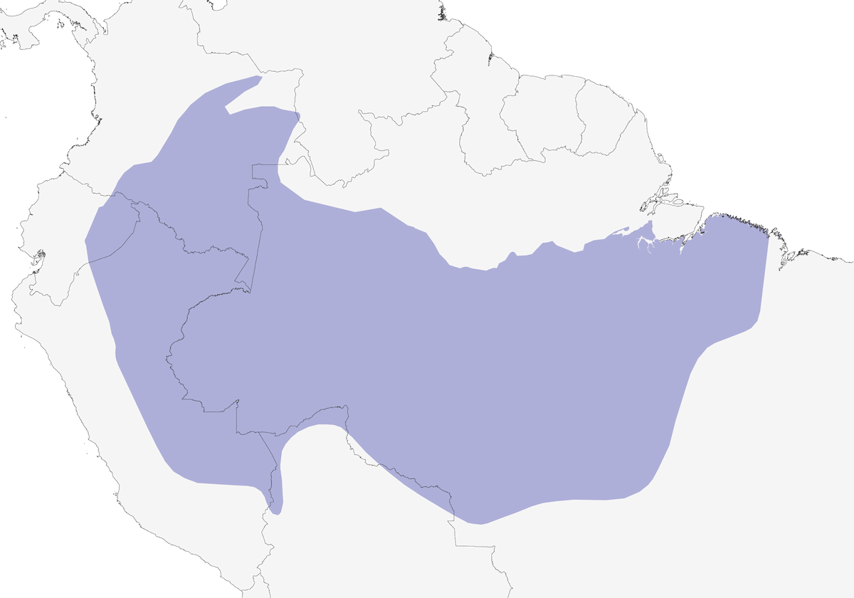 Grisin strié d'Amazonie, Distribution 1
