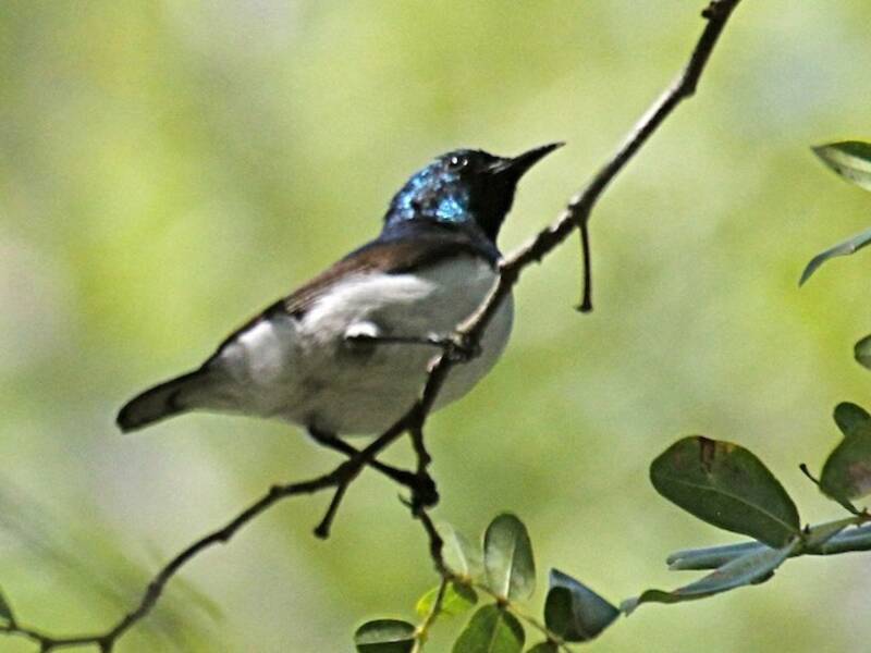 Nettarinia di Amani, Foto 2
