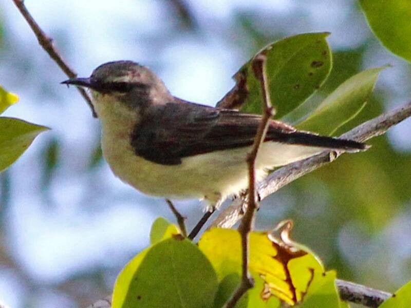 Nettarinia di Amani, Foto 3