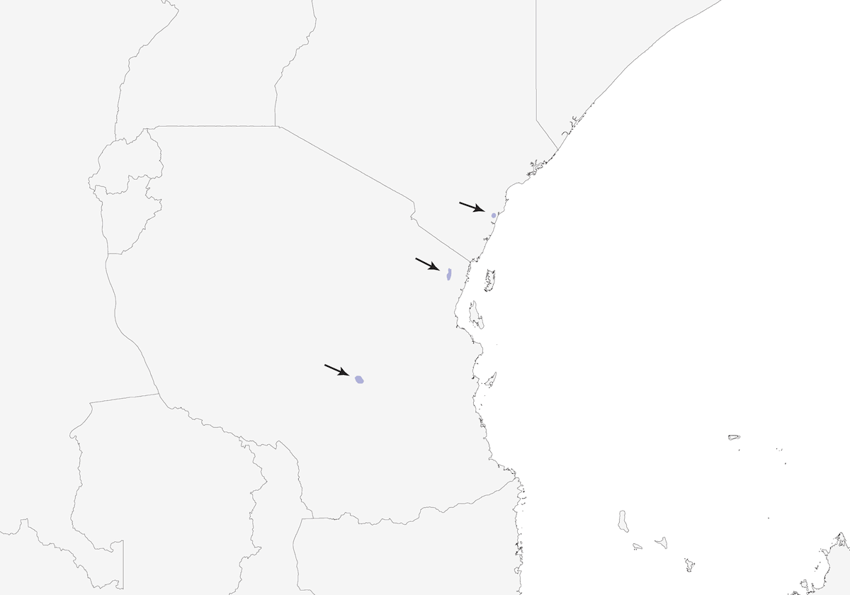 Nettarinia di Amani, Distribuzione 1