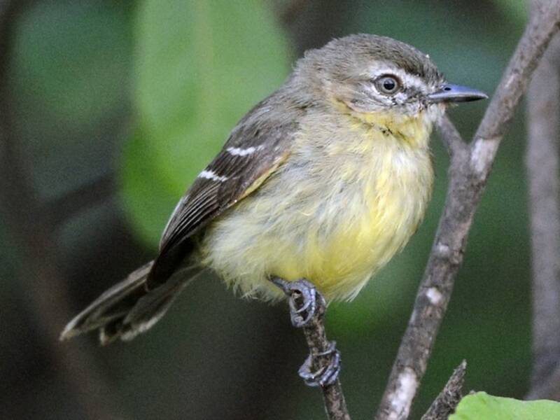Amazonian Tyrannulet, Photos 3