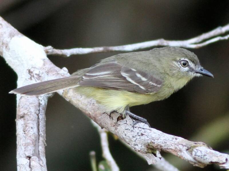 Amazonian Tyrannulet, Photos 2
