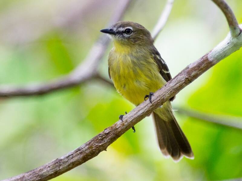 Amazonian Tyrannulet