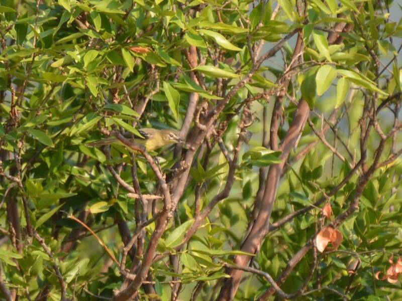 Amazonian Tyrannulet, Photos 4
