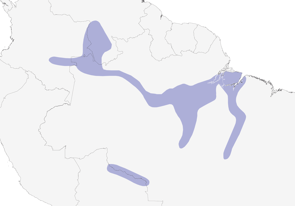 Amazonian Tyrannulet, Distribution 1