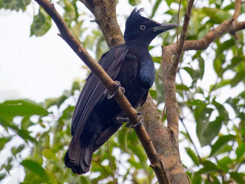 Amazonian Umbrellabird
