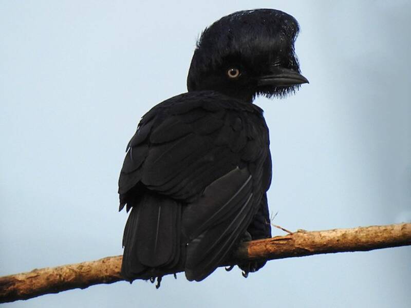 Amazonian Umbrellabird, 照片 3