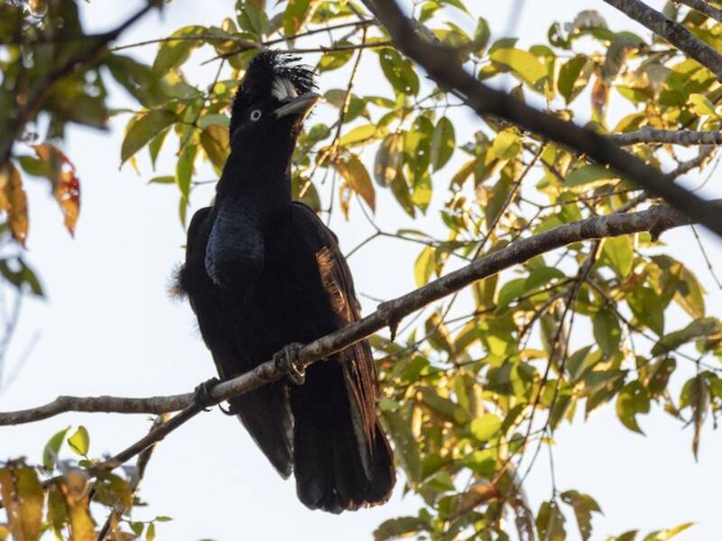 Amazonian Umbrellabird, 照片 4