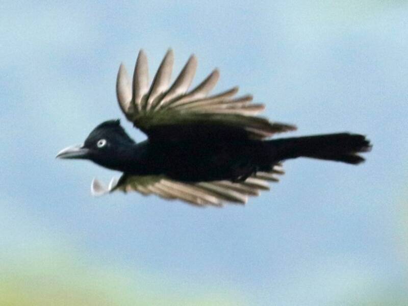 Amazonian Umbrellabird, 照片 2