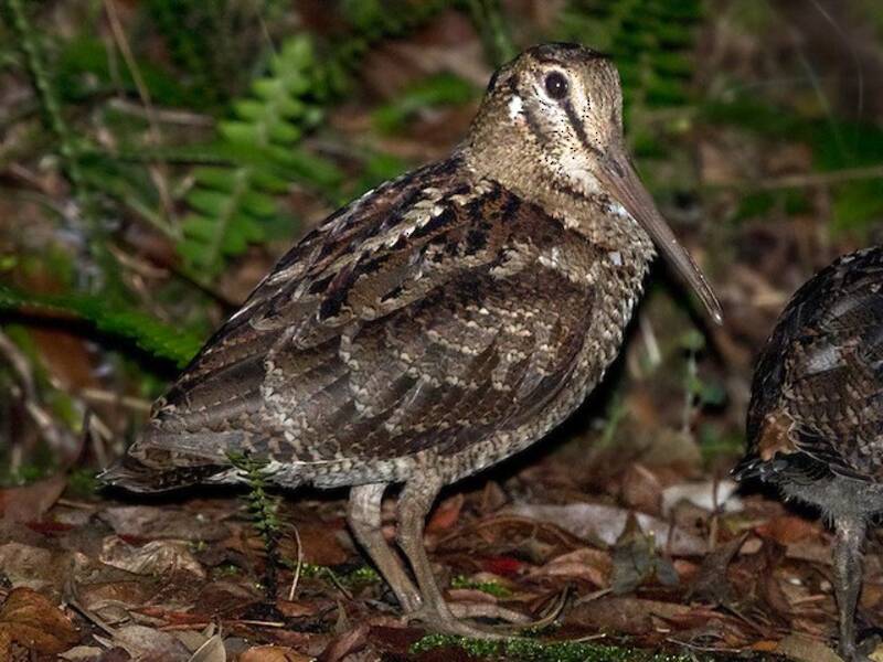 Amami Woodcock
