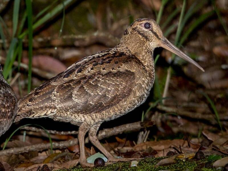 Amami Woodcock, Photos 2