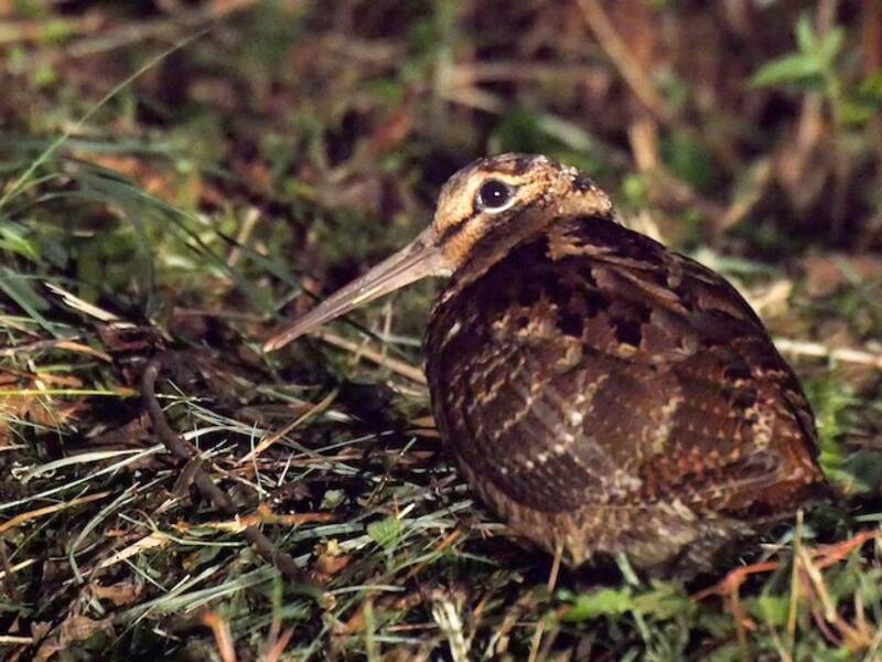Amami Woodcock, Photos 3