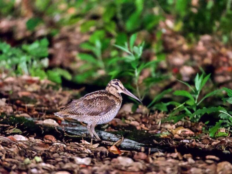 Amami Woodcock, Photos 4