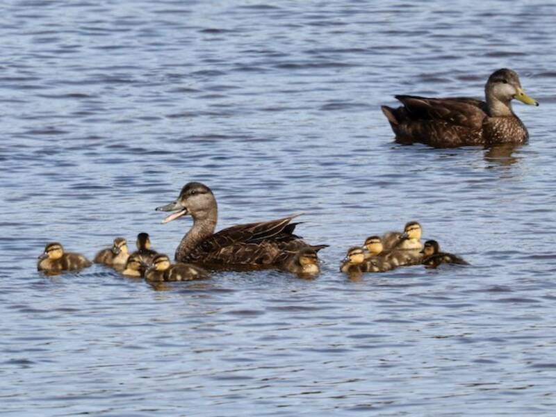 American Black Duck (Anas rubripes)