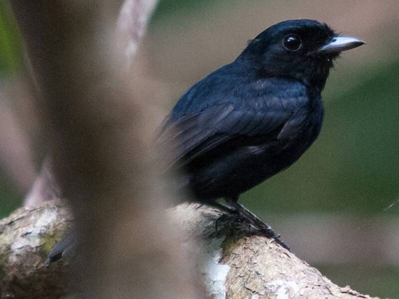 Amazonian Black-Tyrant