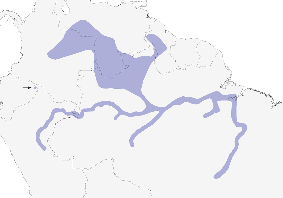 Tirano Negro Amazónico, Distribución 1