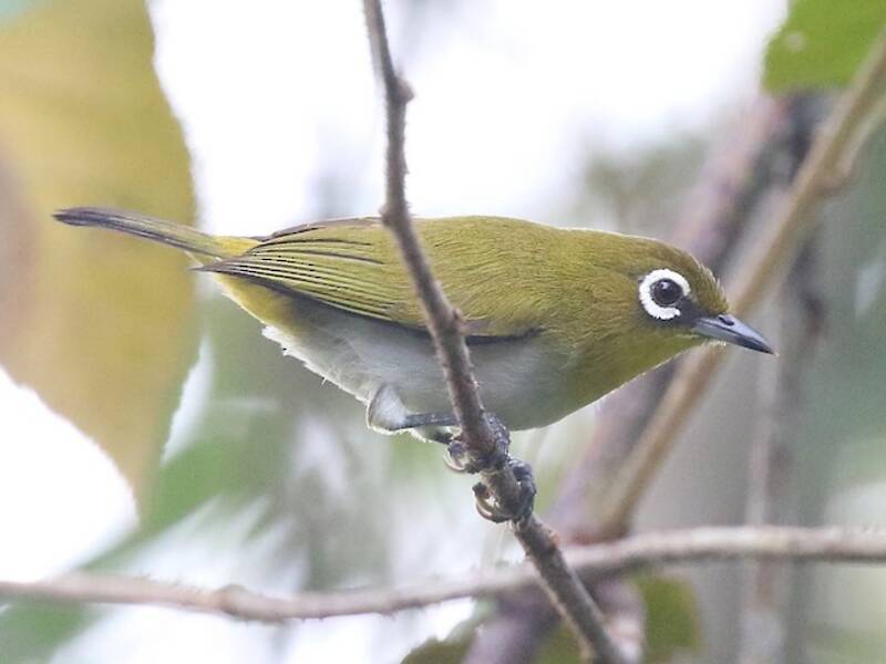 Ambon White-eye, Photos 2