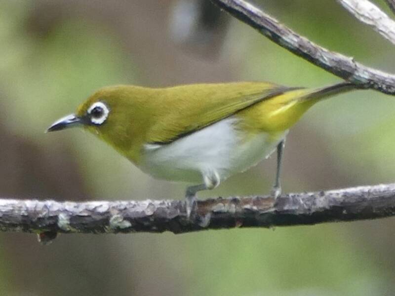Ambon White-eye, Photos 3