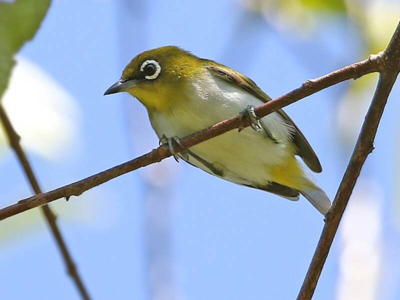 Ambon White-eye, Photos 4
