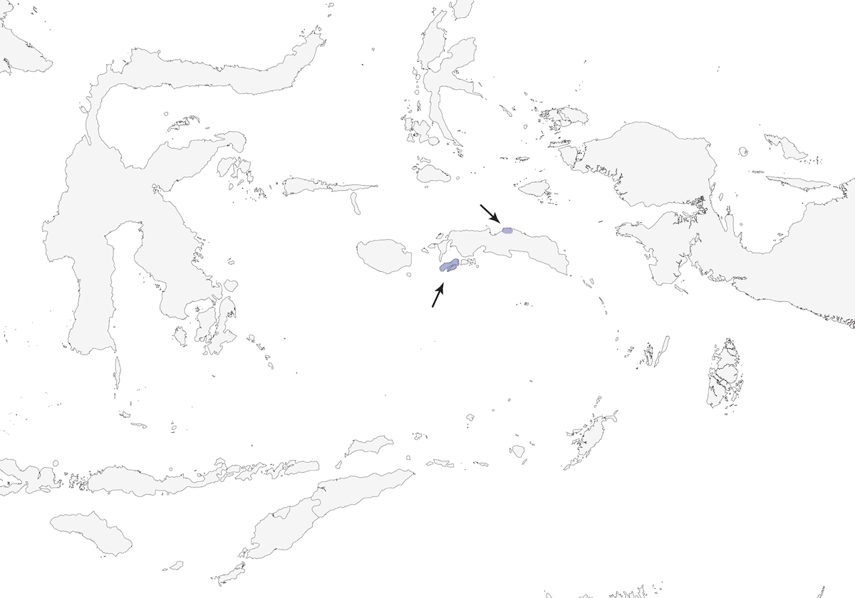 Ambon White-eye, Distribution 1