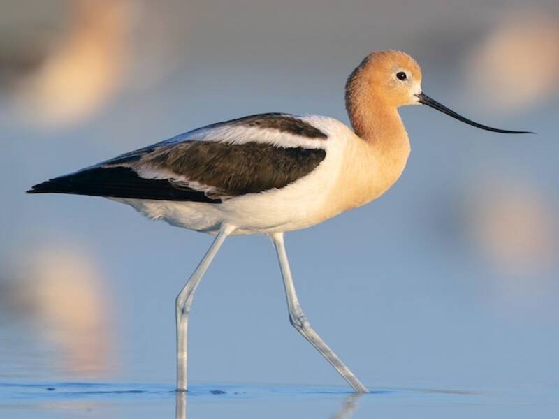 Avoceta Americana, Fotos 2