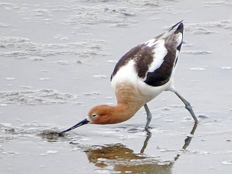 Avoceta Americana, Fotos 4