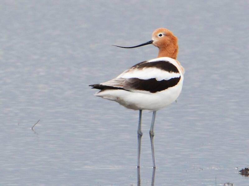Avoceta Americana, Fotos 3