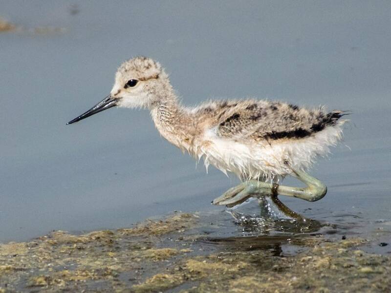 American Avocet (Recurvirostra americana)