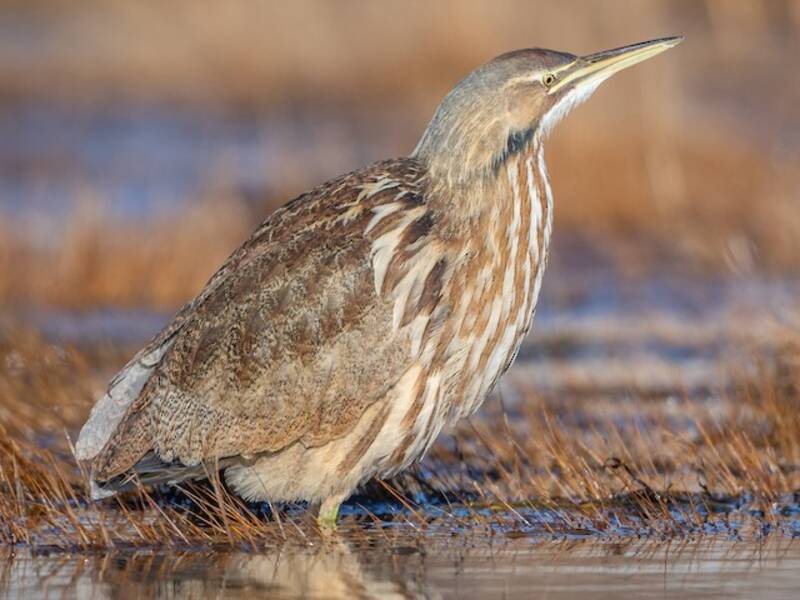 American Bittern (Botaurus lentiginosus)