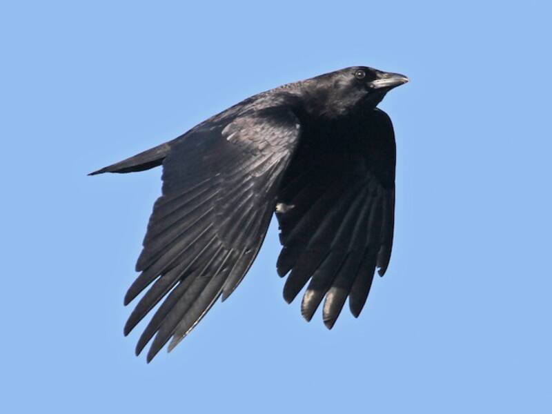 American Crow (Corvus brachyrhynchos)