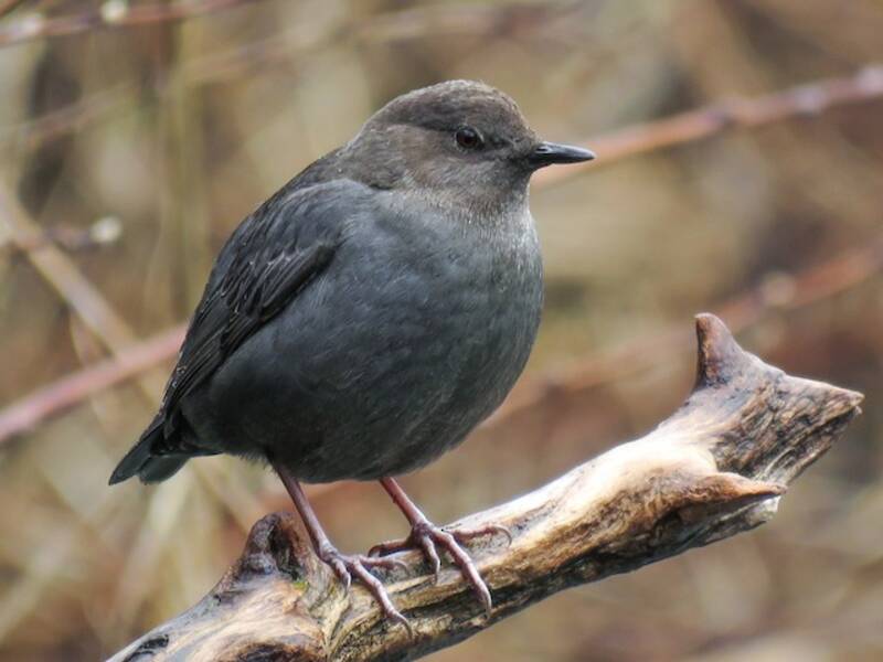 Amerikanische Wasseramsel