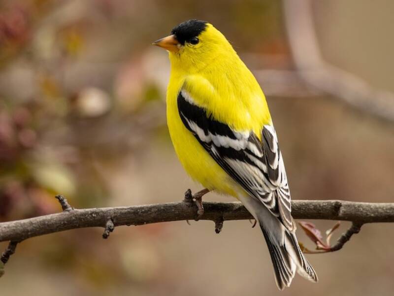 Chardonneret jaune, Photos 3